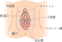 女性器